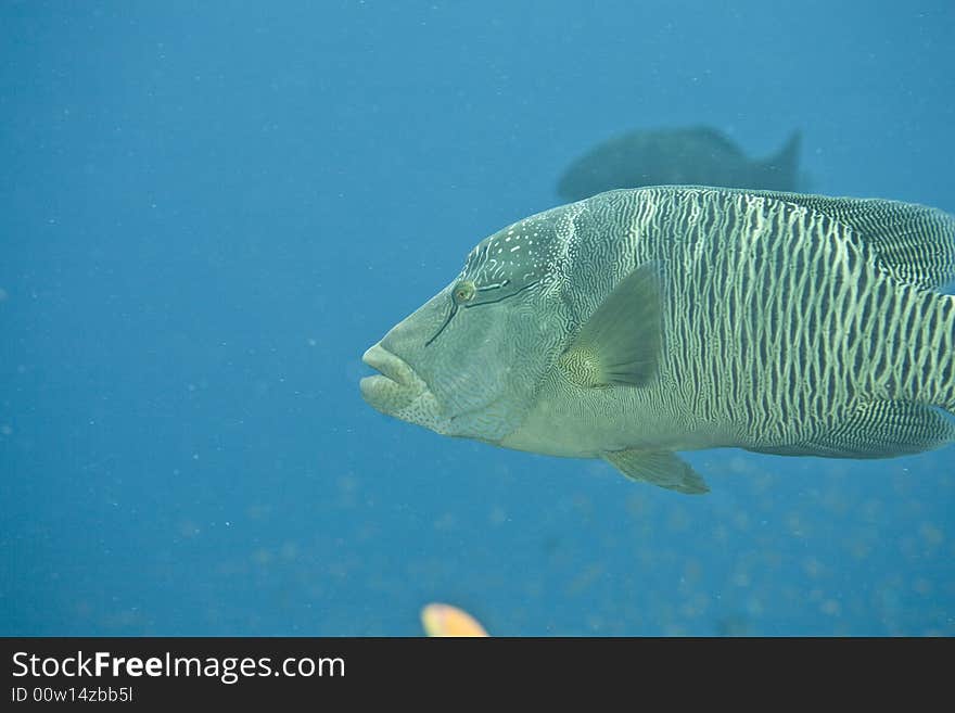 Napoleon wrasse (cheilinus undulatus)
 taken in Middle Garden.