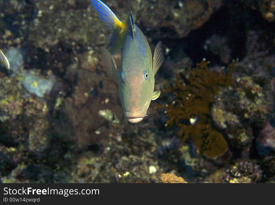 Red sea goatfish (parpeneus forsskali)