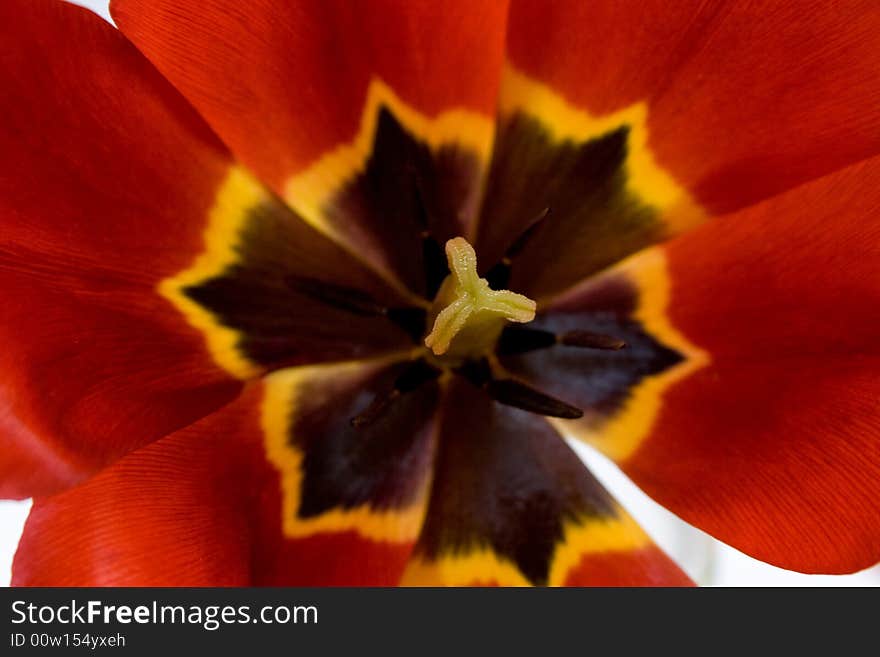 Close-up of red tulip background