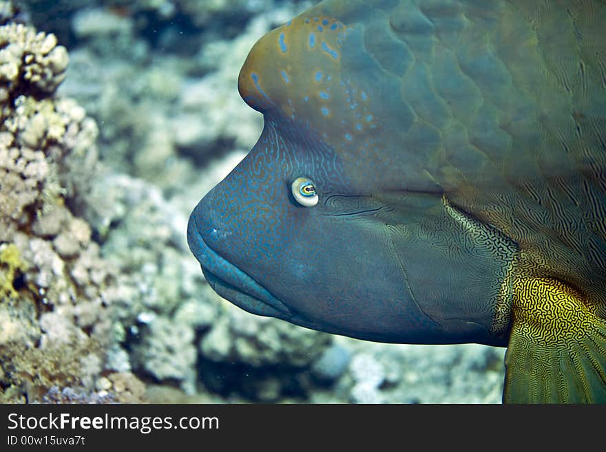 Napoleon wrasse (cheilinus undulatus)