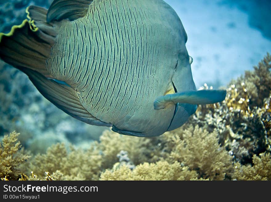 Napoleon wrasse (cheilinus undulatus)
 taken in Middle Garden.