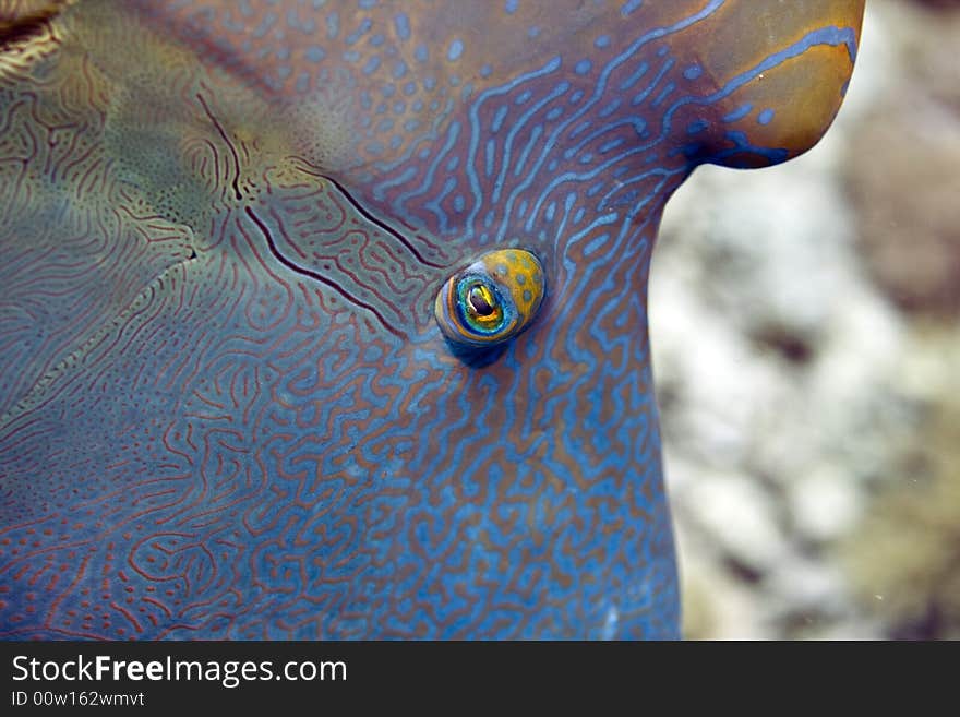 Napoleon wrasse (cheilinus undulatus)