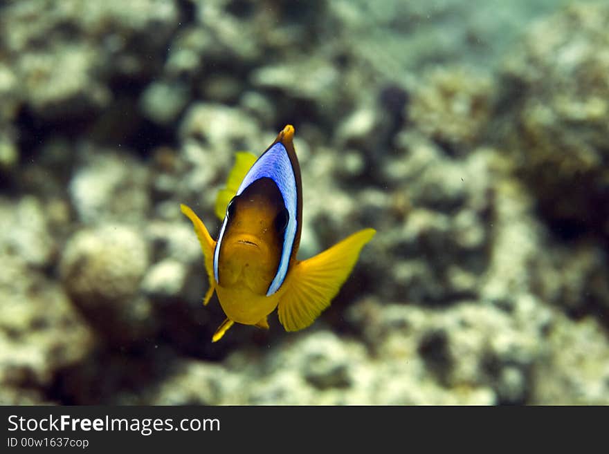 Red sea anemonefish (Amphipiron bicinctus)