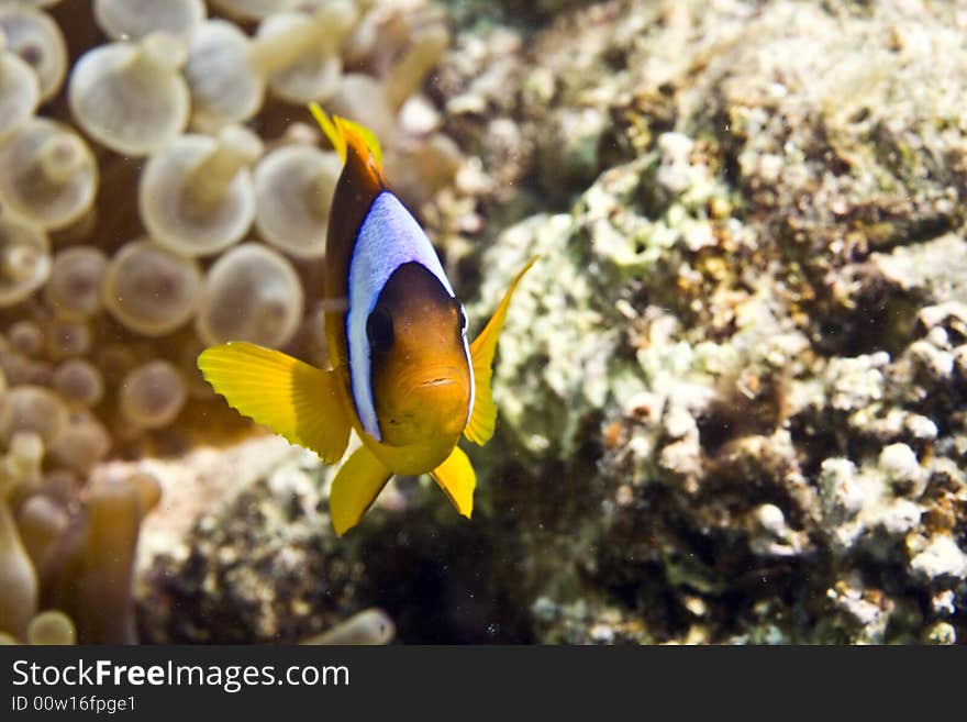 Red sea anemonefish (Amphipiron bicinctus) taken in Middle Garden.