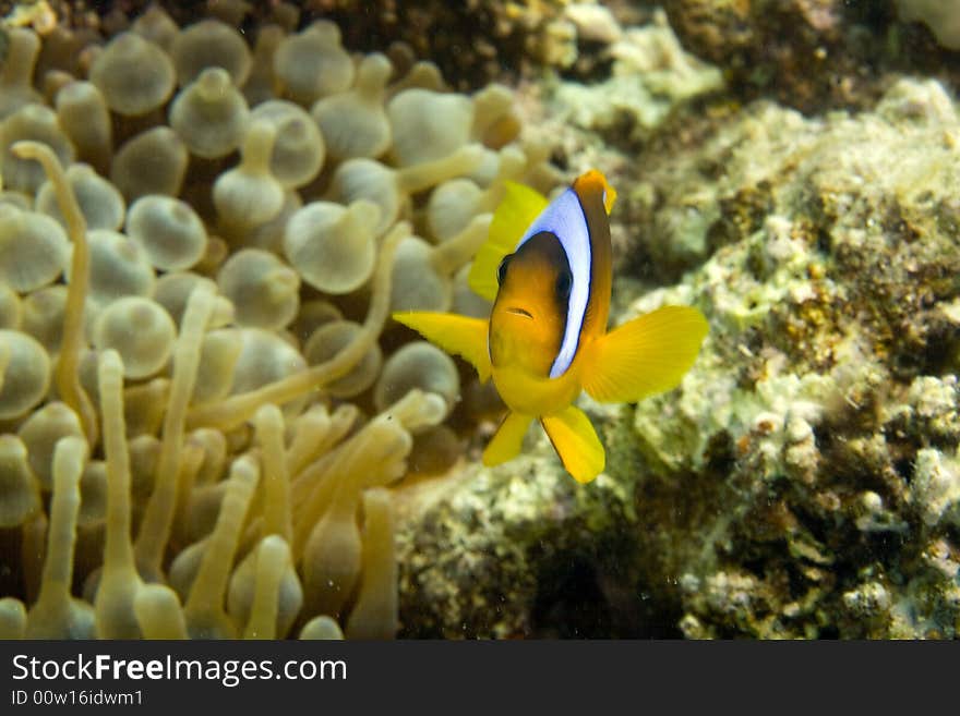 Red sea anemonefish (Amphipiron bicinctus)and bub