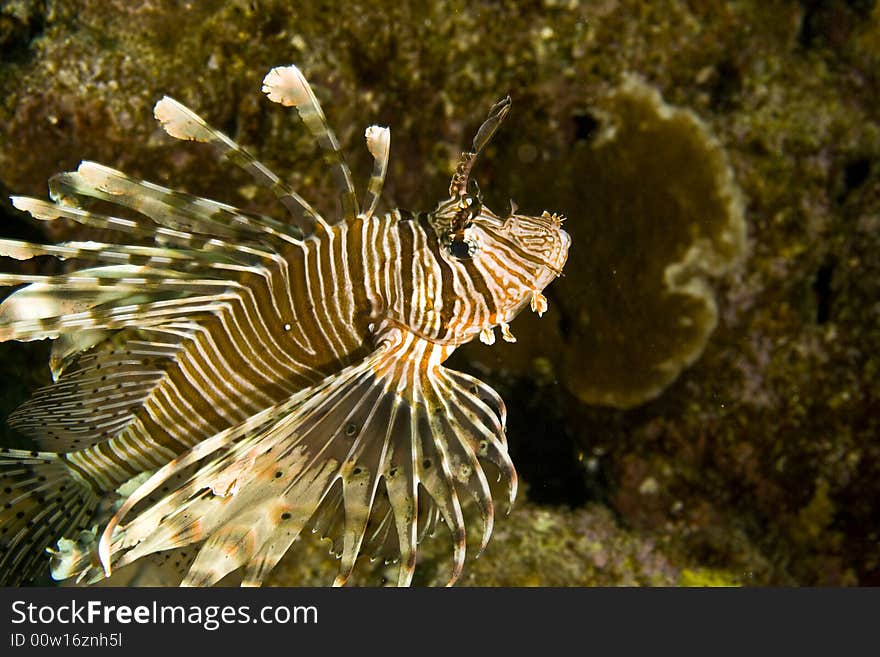 Comon lionfish (pterois miles) taken in Middle Garden.