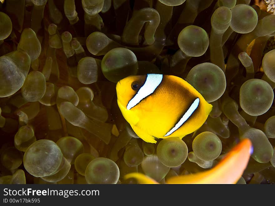 Red sea anemonefish (Amphipiron bicinctus) and bubble anemone
taken in Middle Garden. Red sea anemonefish (Amphipiron bicinctus) and bubble anemone
taken in Middle Garden.