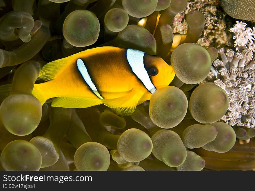 Red sea anemonefish (Amphipiron bicinctus)and bub