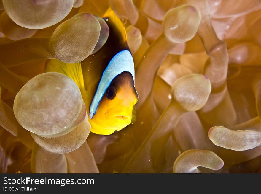 Red sea anemonefish (Amphipiron bicinctus)and bub