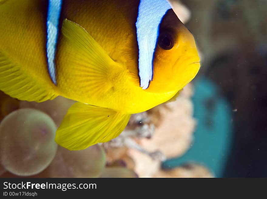 Red Sea Anemonefish (Amphipiron Bicinctus)and Bub