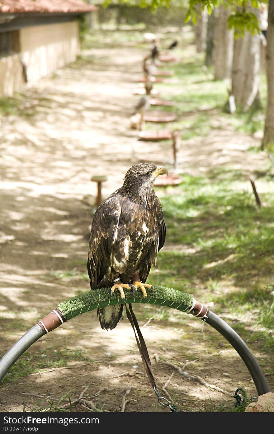 Bird tied at a natural park in saragossa aragon spain. Bird tied at a natural park in saragossa aragon spain