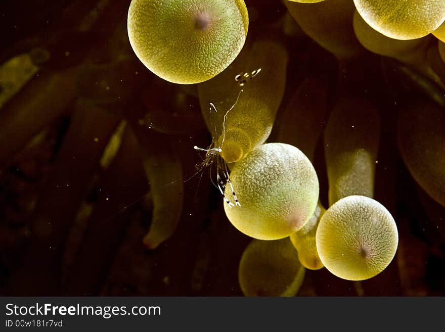 Long-arm cleaner shrimp (periclemenes brevicarpali