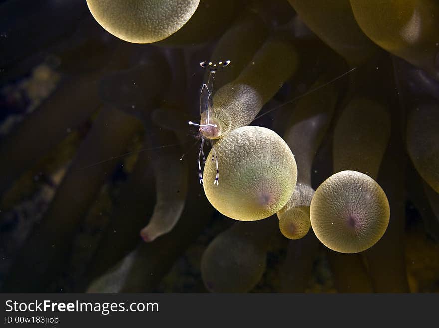 Long-arm cleaner shrimp (periclemenes brevicarpali