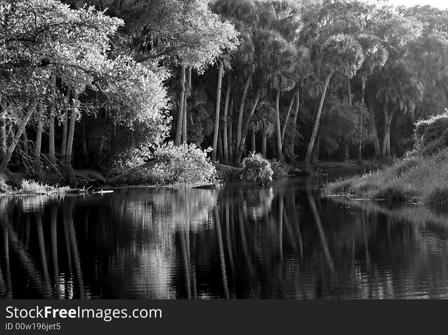 Myakka Palm Trail