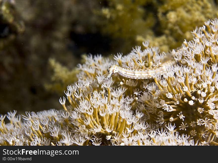 Red sea pipefish (corythoichthys sp.)taken in Middle Garden.