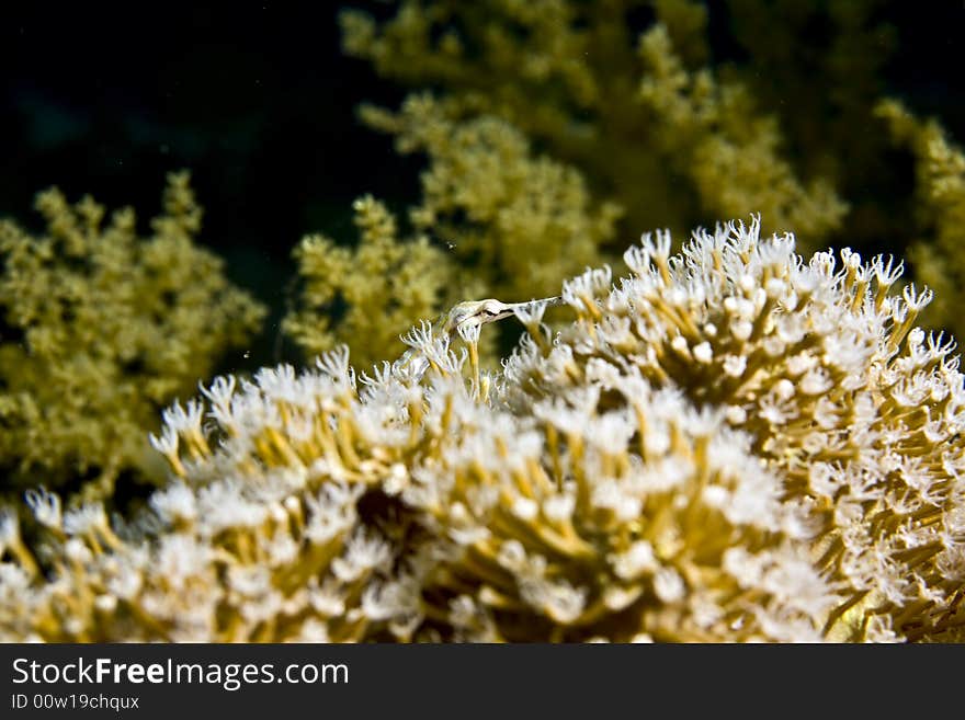 Red sea pipefish (corythoichthys sp.)