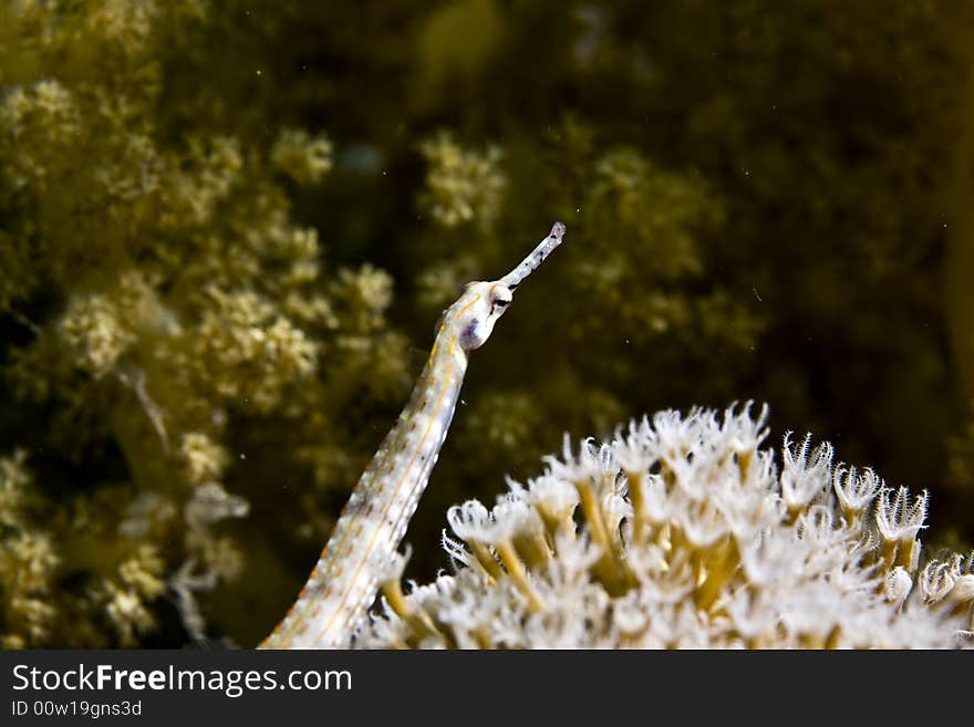 Red sea pipefish (corythoichthys sp.)taken in Middle Garden.