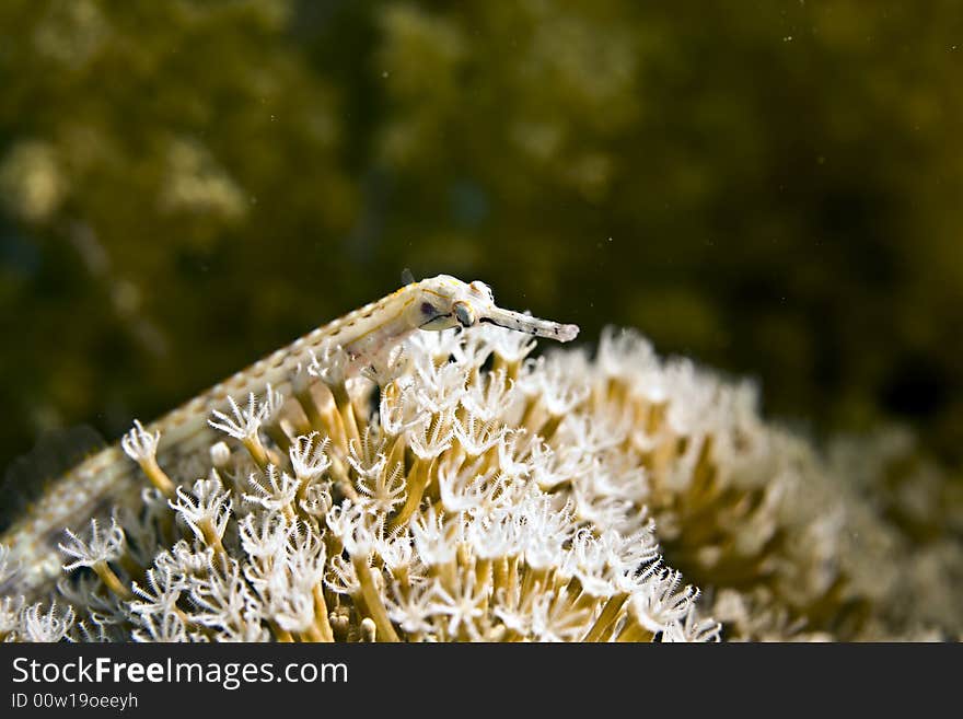 Red sea pipefish (corythoichthys sp.)taken in Middle Garden.