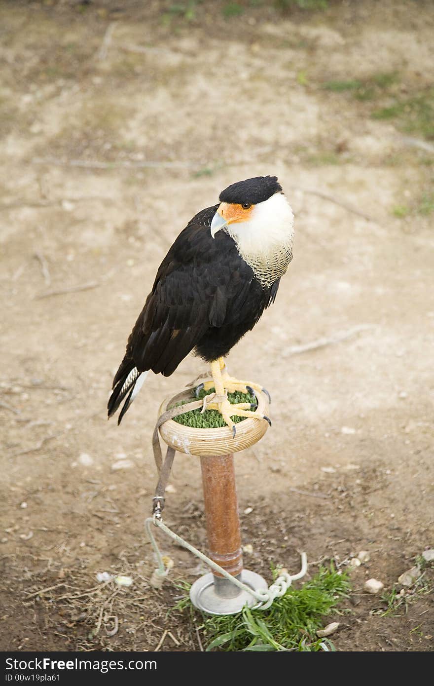 Bird tied at a natural park in saragossa aragon spain. Bird tied at a natural park in saragossa aragon spain