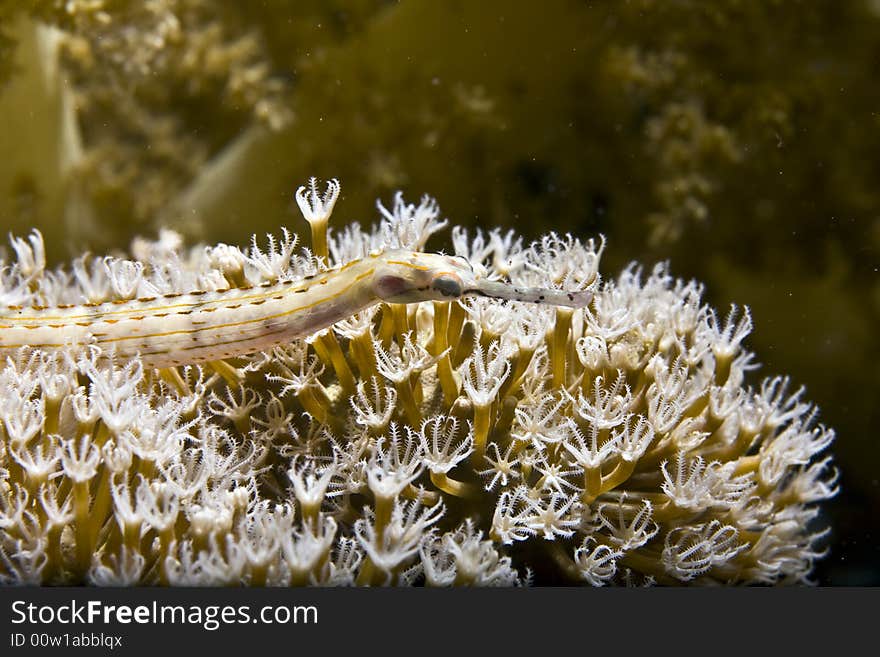 Giant moray (gymnothorax javanicus)