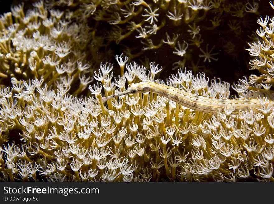 Giant moray (gymnothorax javanicus) taken in Middle Garden.