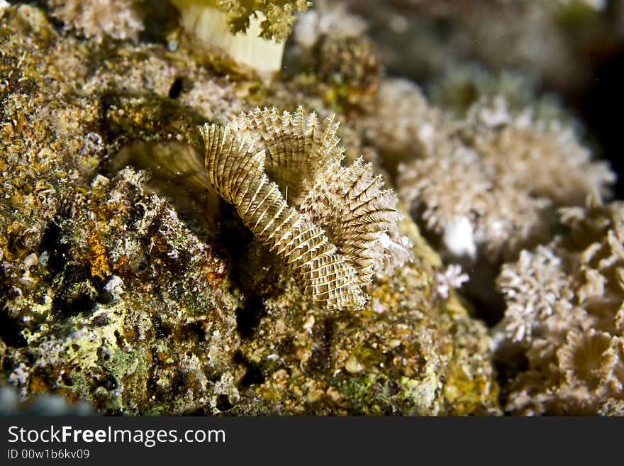 Feather duster worm (sabellastarte indica) taken in Middle Garden.