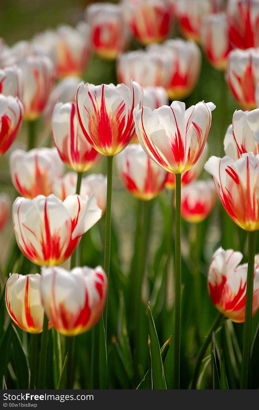 Red-in-white colored tulip flowers blooming under sunshine in spring. Red-in-white colored tulip flowers blooming under sunshine in spring.