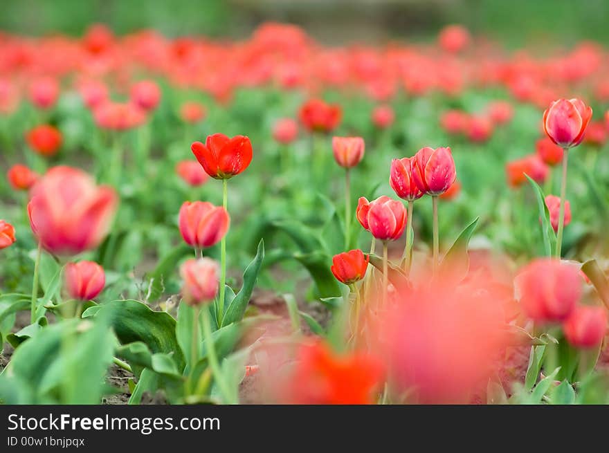 Beautiful tulips growing in the perfect green field. Beautiful tulips growing in the perfect green field