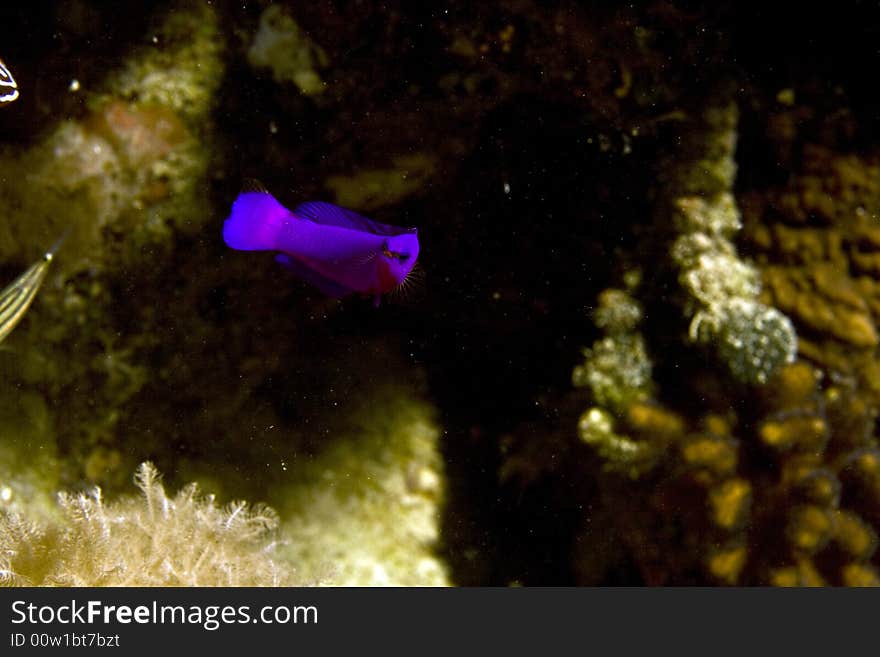 Orchid dottyback (pseudochromis fridmani) taken in Middle Garden.