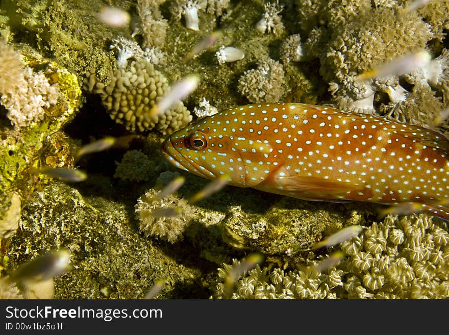 Coral hind (cephalopholis miniata)