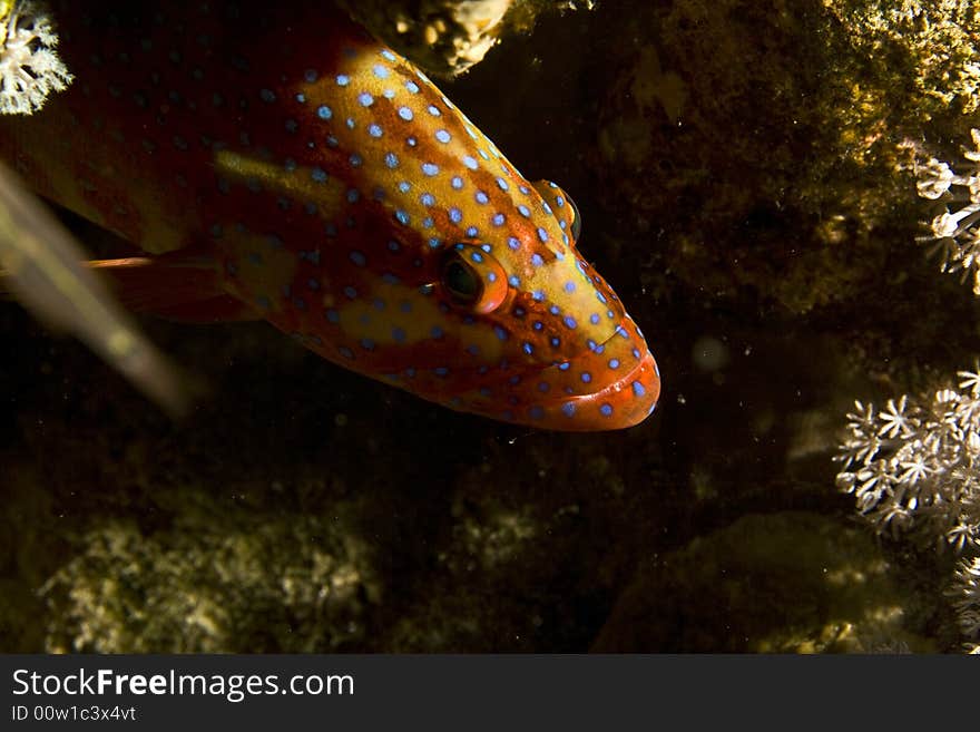 Coral hind (cephalopholis miniata)