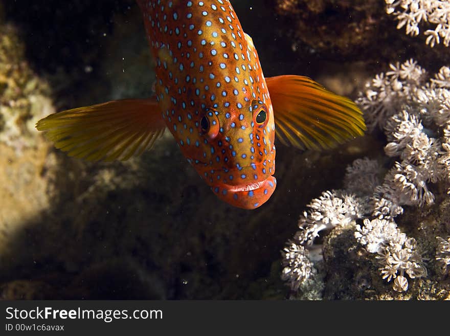 Coral hind (cephalopholis miniata)