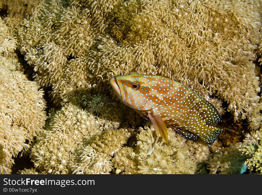 Coral hind (cephalopholis miniata)
taken in Middle Garden.