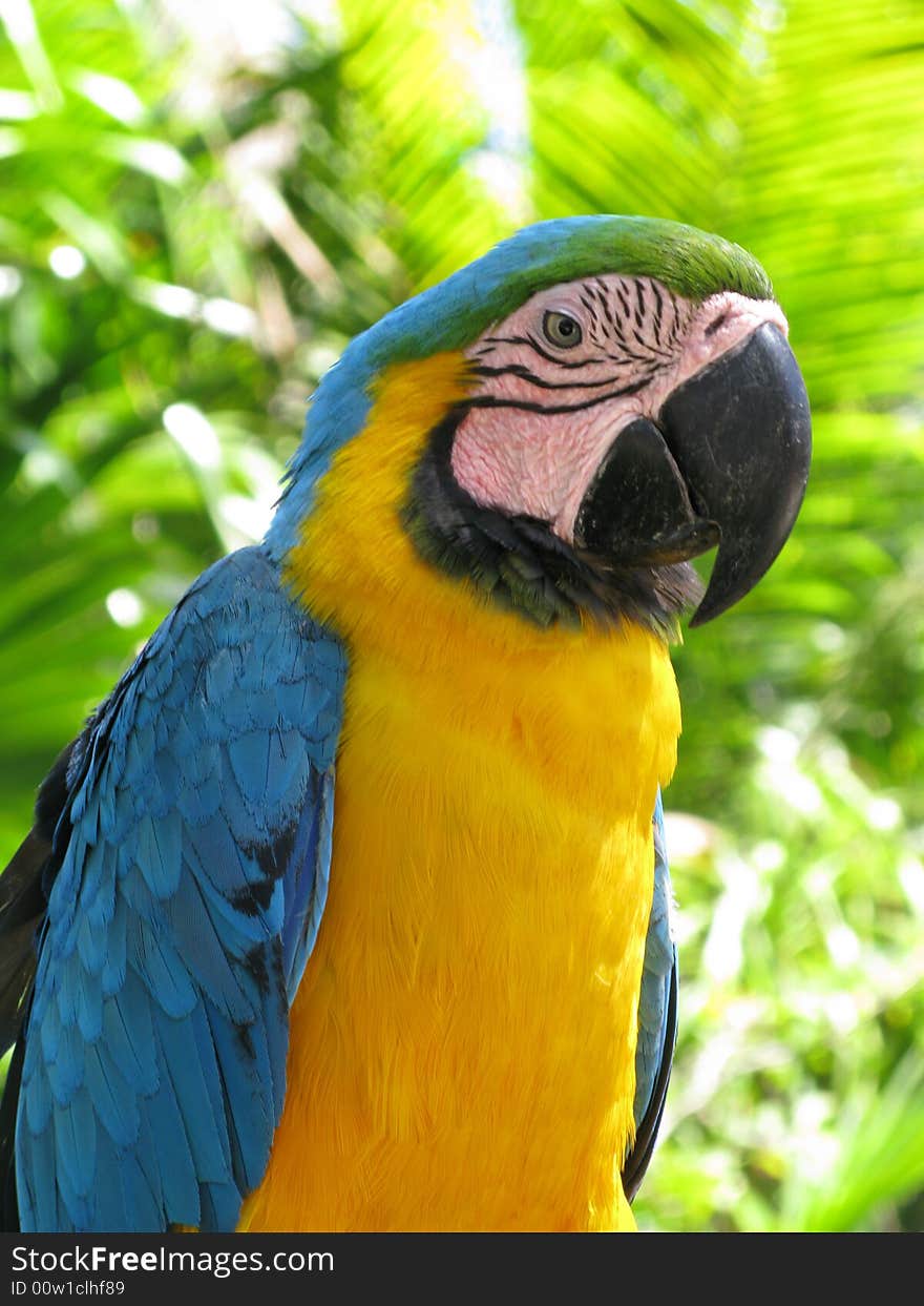 Parrot