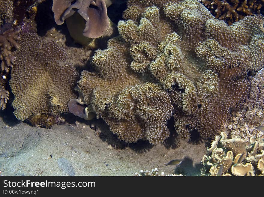 Softcoral taken in Middle Garden.