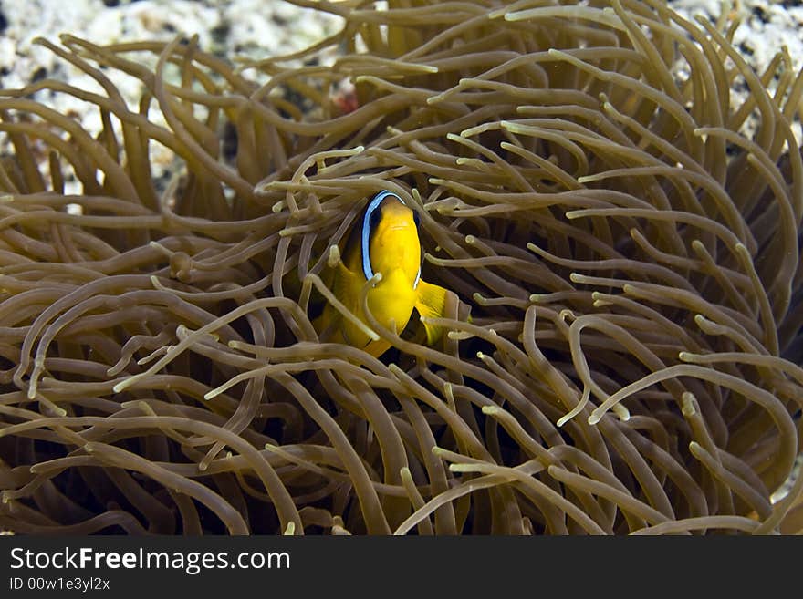 Red Sea Anemonefish (Amphipiron Bicinctus)