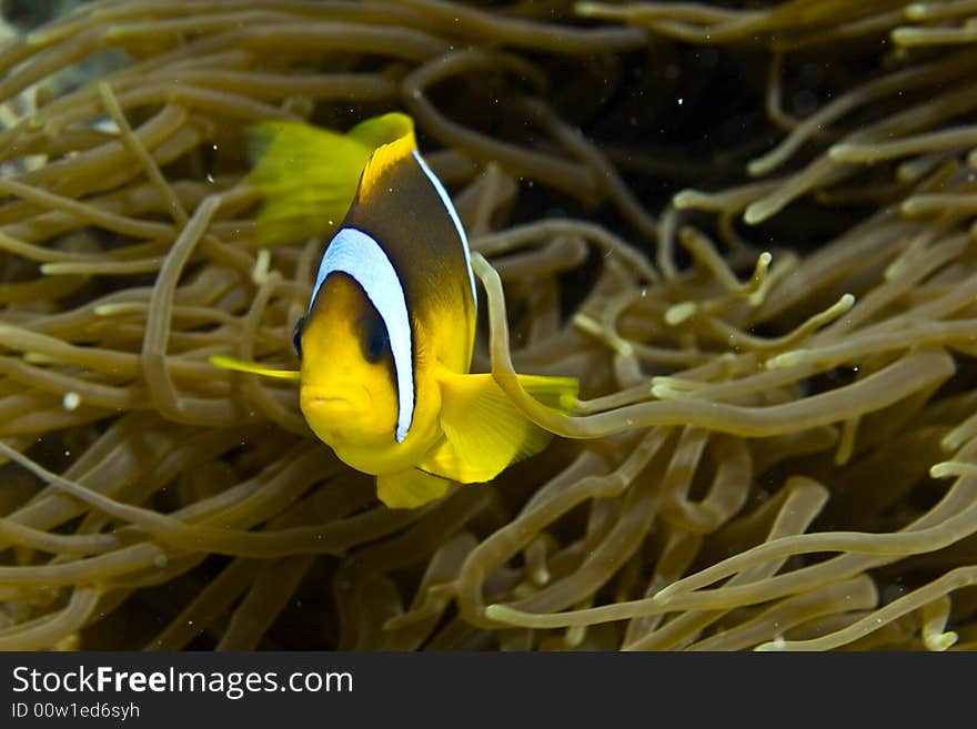 Red sea anemonefish (Amphipiron bicinctus)