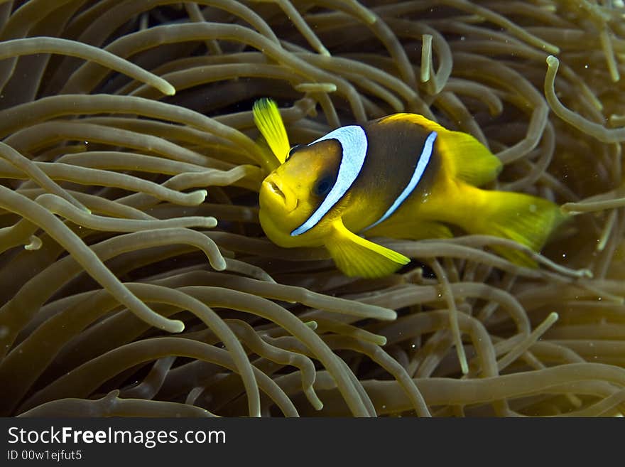 Red sea anemonefish (Amphipiron bicinctus) taken in Middle Garden.