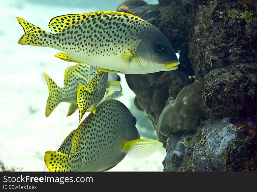 Blackspotted sweetlips (plectorhinchus gaterinus) taken in Middle Garden.