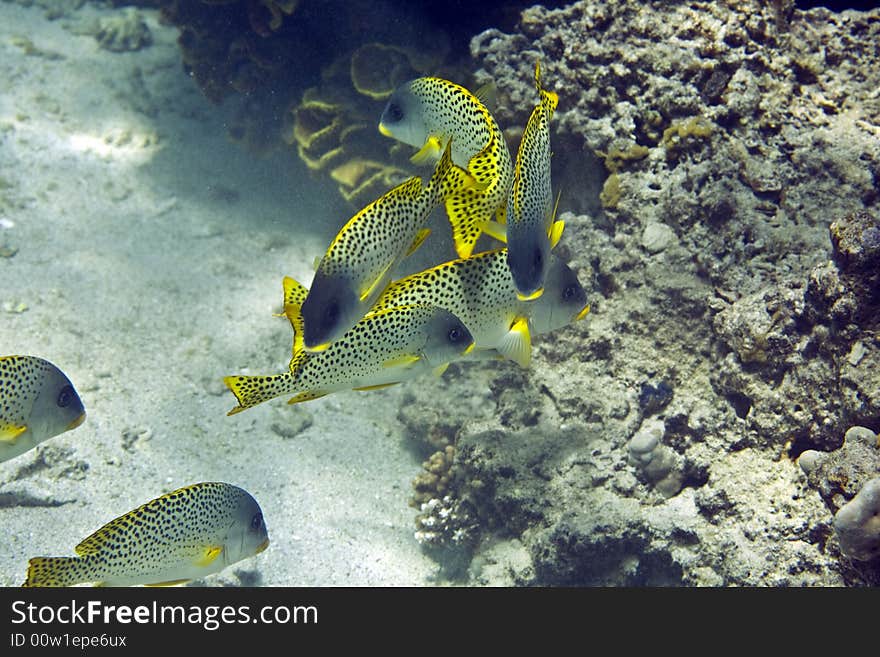 Blackspotted sweetlips (plectorhinchus gaterinus)