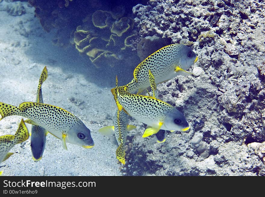 Blackspotted sweetlips (plectorhinchus gaterinus) taken in Middle Garden.