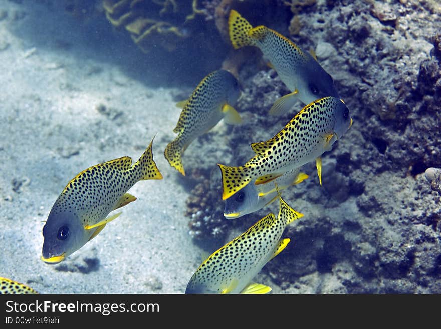 Blackspotted Sweetlips (plectorhinchus Gaterinus)