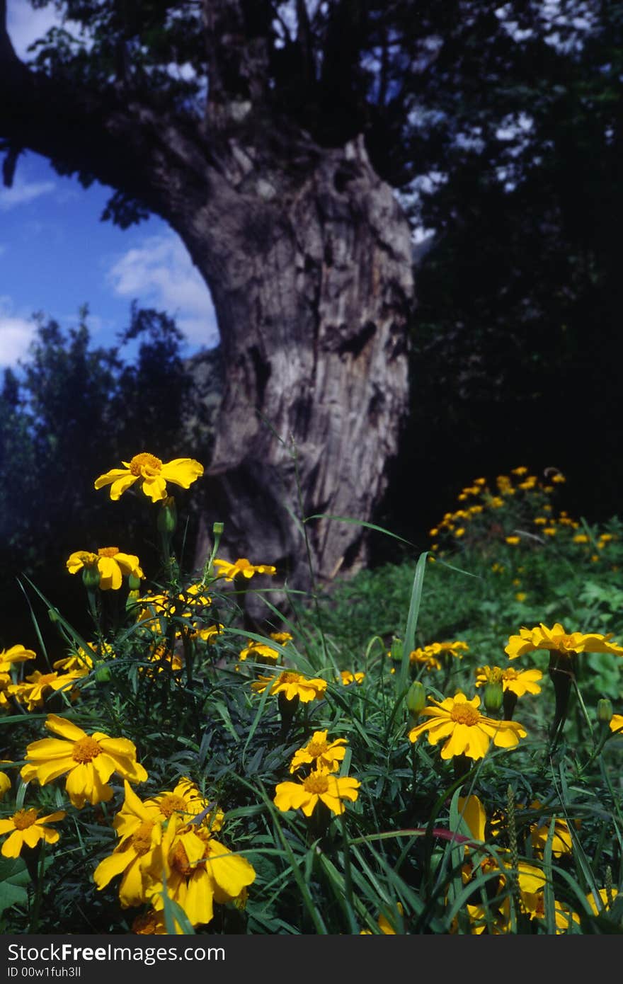 Yellow daisies growing under a big tree. Yellow daisies growing under a big tree