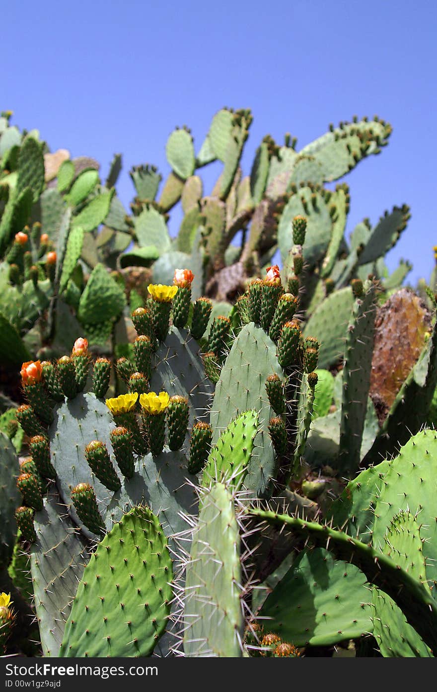 A view of wild cactus in nature. A view of wild cactus in nature