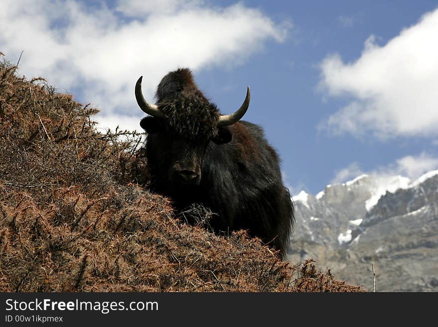 Wild yak in himalayas, annapurna