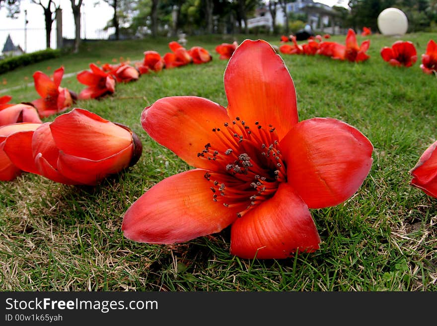 Some kapok flower on the grassland. Some kapok flower on the grassland