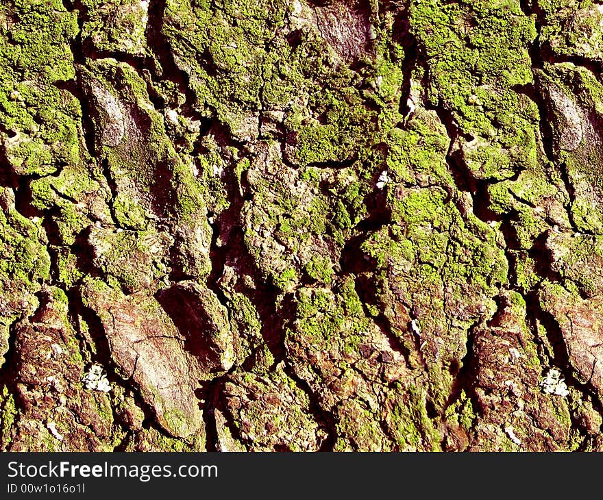 Green moss on bark of tree background. Green moss on bark of tree background