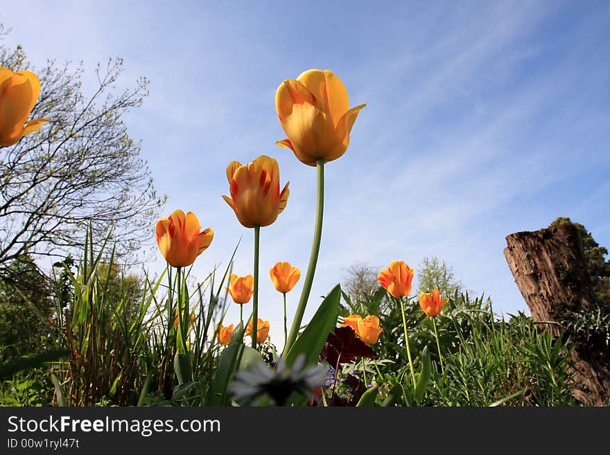 Tulips in paris