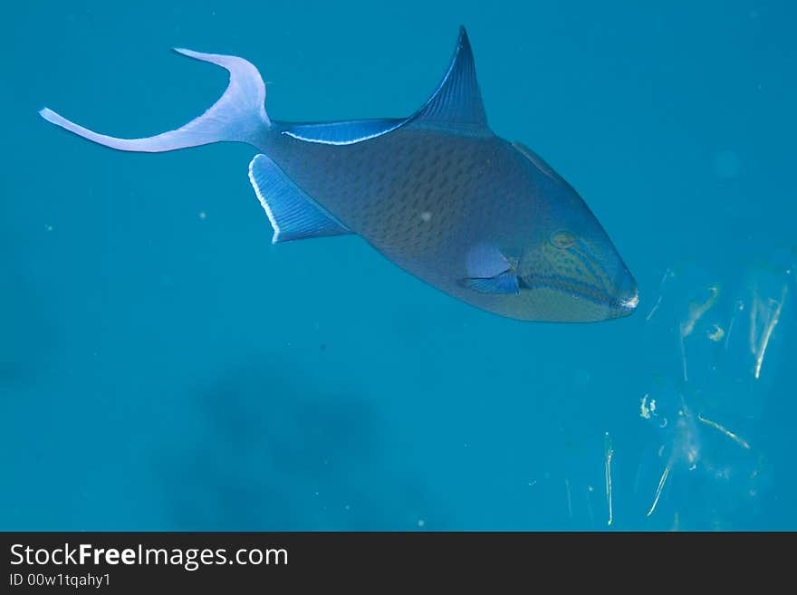 Blue triggerfish (pseudobalistes fuscus) taken in Middle Garden.