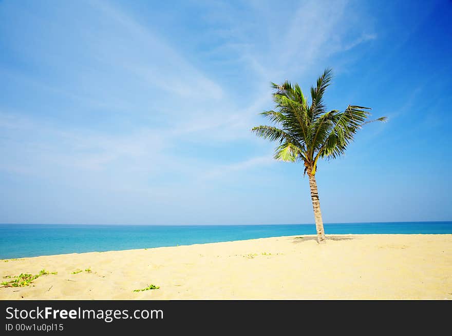 View of nice tropical empty sandy beach with some palm. View of nice tropical empty sandy beach with some palm